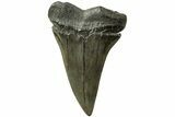 Fossil Broad-Toothed Mako Tooth - South Carolina #214485-1